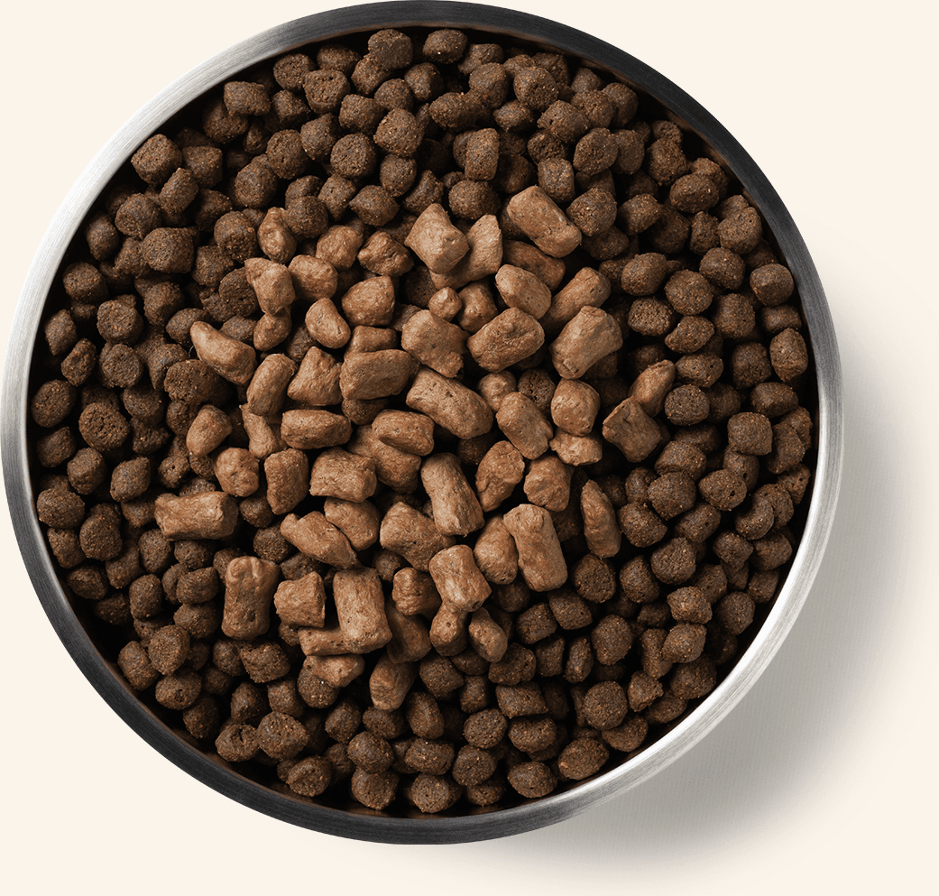 Freeze-Dried Protein Mix-In Beef Recipe Mini Nibs Topper for Dogs Benefits